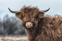Vache écossaise Highlander en gros plan.