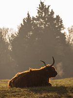 Highlander écossais dans la lumière du soir