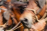 Bewegend hoefgetrappel