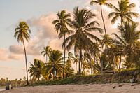 Paradiesischer Strand mit Palmen | Brasilien | Reisefotografie