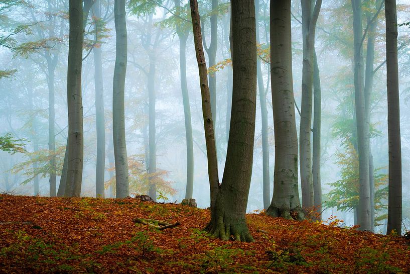 Herfstbos op Usedom van Martin Wasilewski