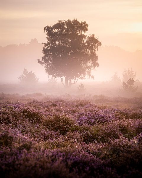 Foggy sunrise on the flowering purple heather by Annette Roijaards