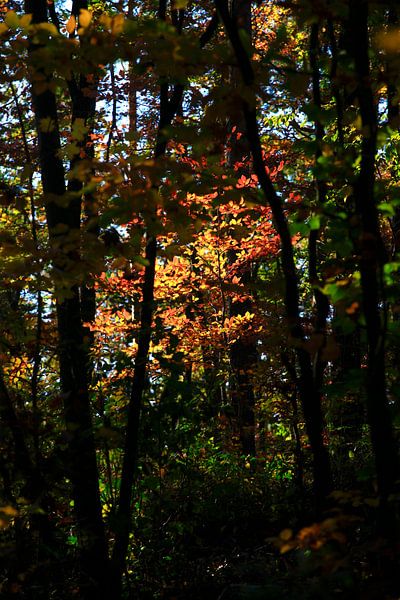 Hêtre par Thomas Jäger