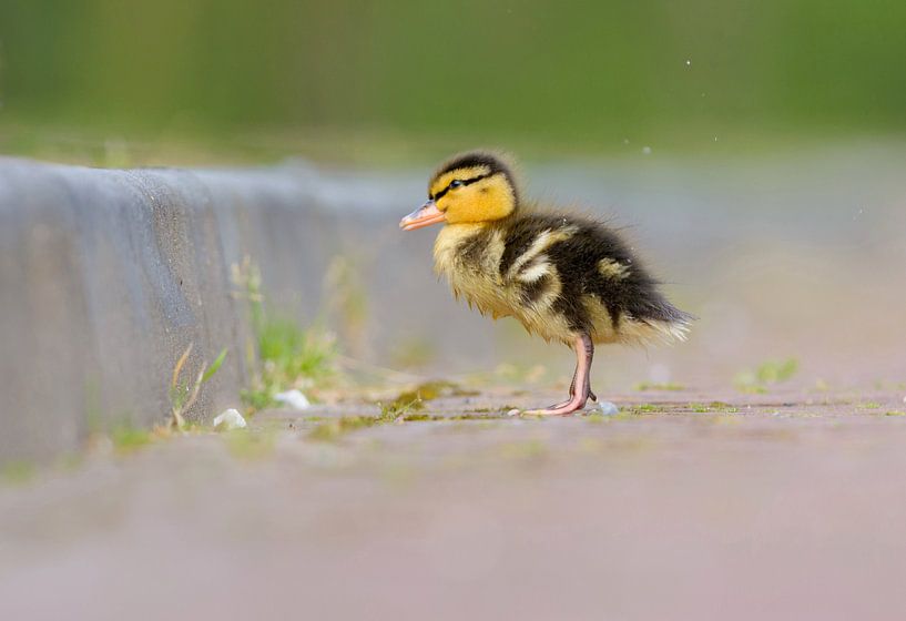 Bébé canard rêveur par Remco Van Daalen