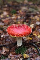 Fly agaric