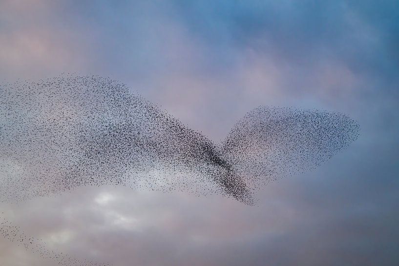 Spreeuwenwolk in de lucht tijdens zonsondergang van Sjoerd van der Wal Fotografie