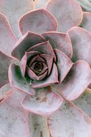 Pastel pink succulent in botanical garden