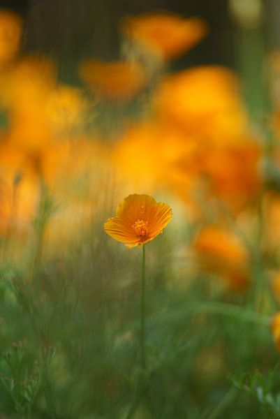 Rhapsody in orange, part two. by Pieter van Roijen