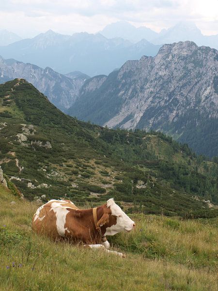 Rustende koe by Rinke Velds