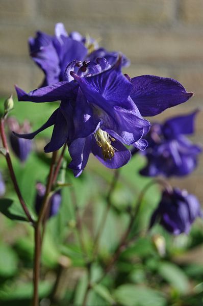 Blauwe akelei von Jetty Boterhoek