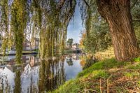 View through willow tree at Singel Alkmaar Netherlands