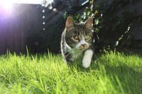 Junge Katze im Gras