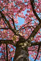 Blossom tree pink