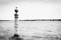 Möwe auf dem Meer in Lissabon, Portugal | Rohes Naturporträt in Schwarz-Weiß | Reisefotografie
