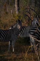 Zebra im Kruger Park, Südafrika