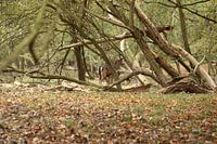 Takkenwirwar met Hert