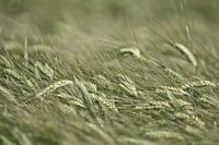 Le blé dans sa forme la plus fine.