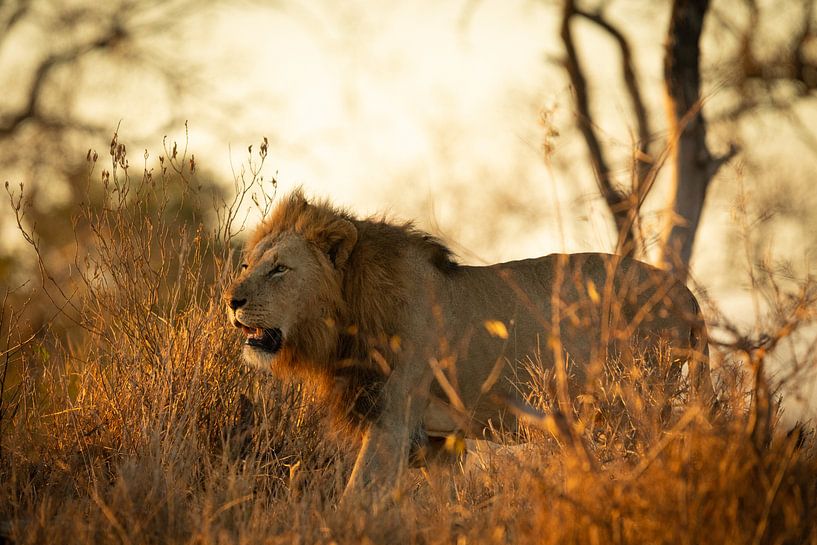 Leo par Dennis te Lintelo