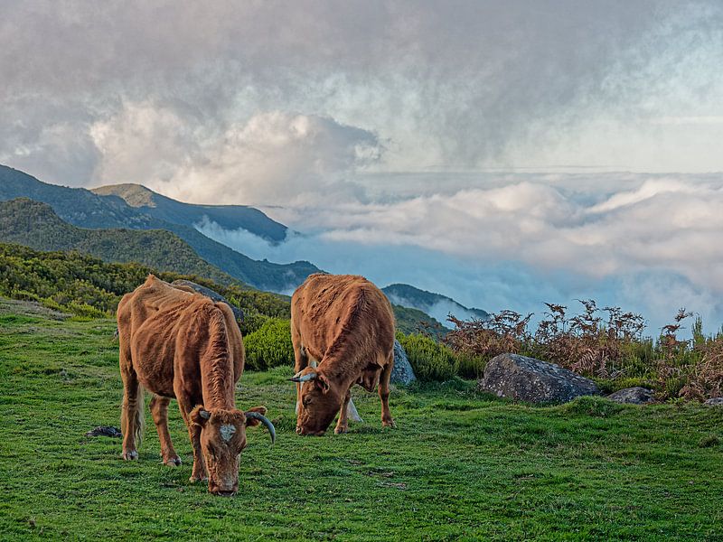 Cows in the clouds by BHotography