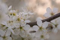 Sleedoorn avondgloren