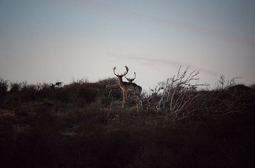 Hirsche in den Dünen von Noordwijk von Bram Jansen