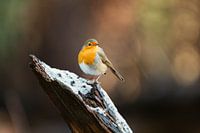 Rotkehlchen mit imposanter Pose auf Baumstamm