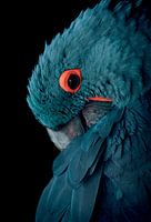 Blue macaw with vintage color scheme