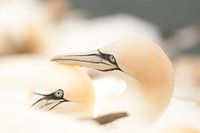 Jan-van-genten romantiek