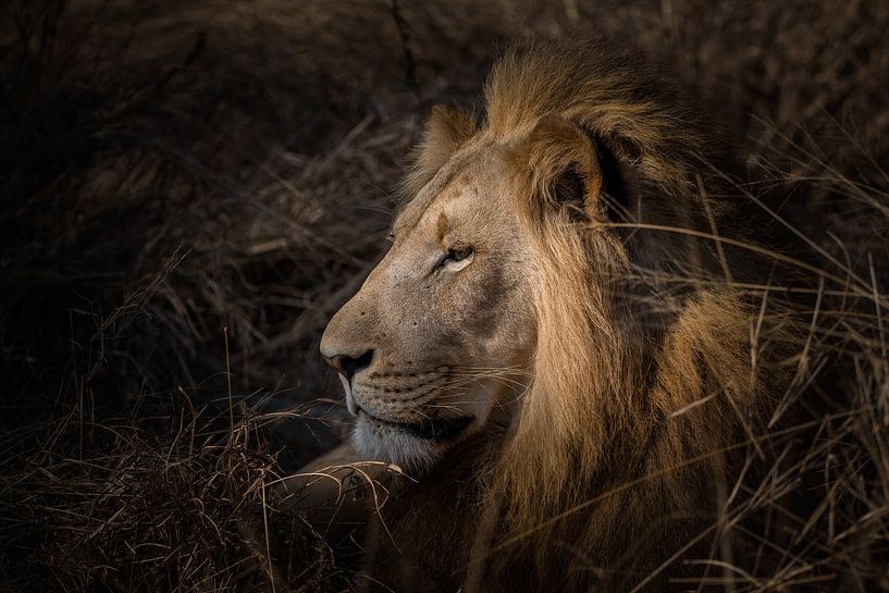 Der König von Ruud Bakker