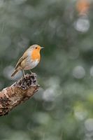 Robin
