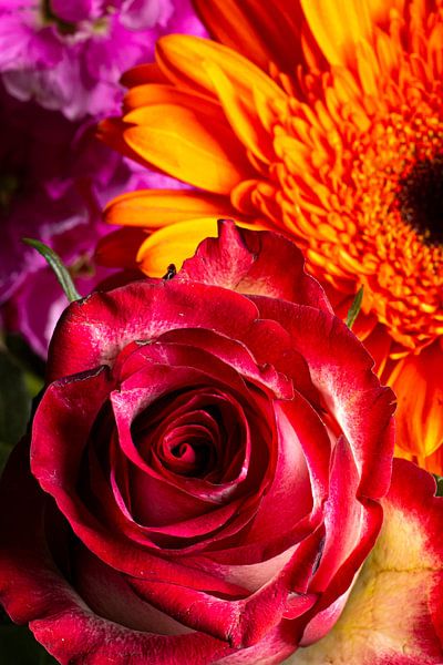 a colourful array of flowers by SO fotografie