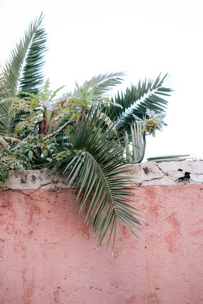 Botanical green, pink wall | Photo print Spain | Colourful travel photography by HelloHappylife