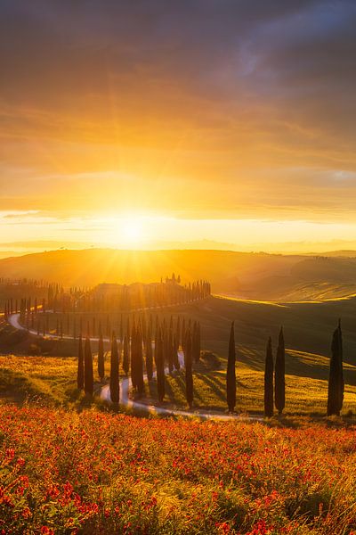 Zypressenallee zum Sonnenuntergang von Daniela Beyer