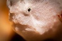 Le poisson-grenouille, l'île de Kapalai en Malaisie