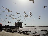 Strand, Essaouira Marokko