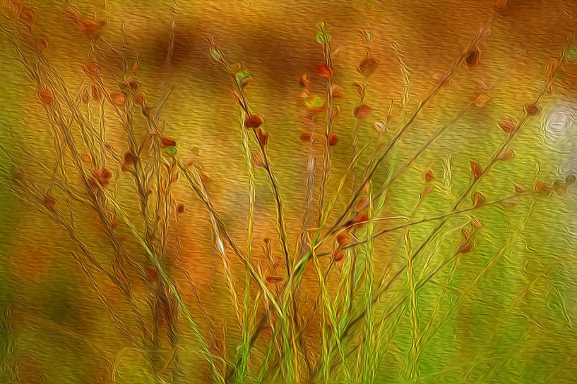 Finnish petite ground cover by Susan Hol
