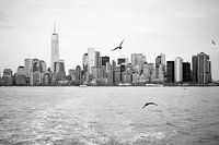 Mouette de la ligne d'horizon de New York