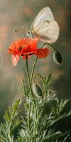 Schmetterling auf rotem Mohn