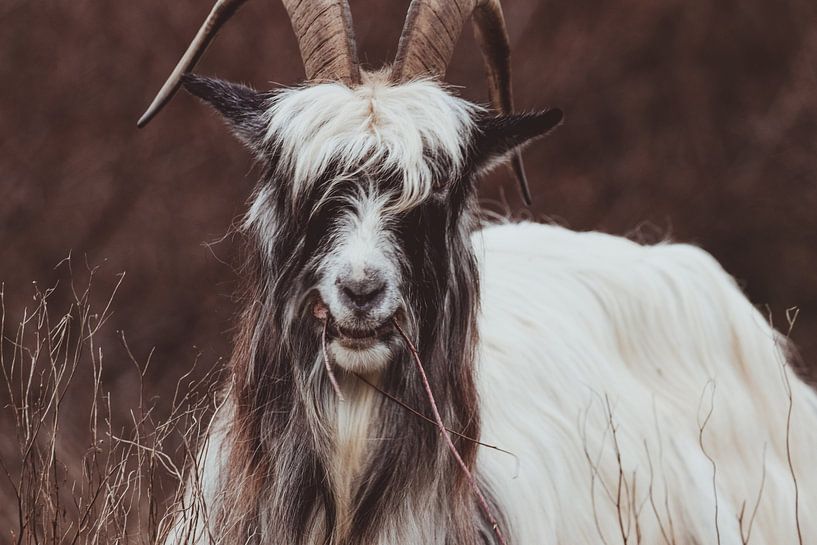 The authentic Dutch Land goat in the Dutch Dunes by Anne Zwagers