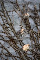 3 Spatzen auf einem Ast