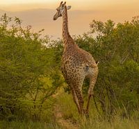 Giraffe im Naturreservat im Hluhluwe Nationalpark Südafrika