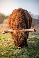 Schottischer Highlander