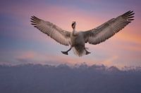 Flying Crowned Pelican