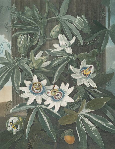 Die blaue Passionsblume, Robert John Thornton von Meisterhafte Meister