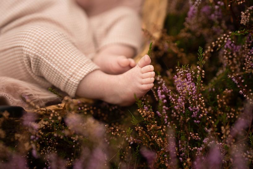 Niedliche Füße eines Neugeborenen im lila Heidekraut von Special Moments MvL