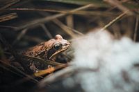 Der kleine Frosch genießt den Sonnenaufgang