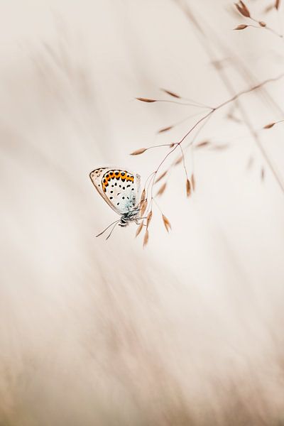 Heathcliff-Schmetterling in minimalistischer Umgebung von KB Design & Photography (Karen Brouwer)