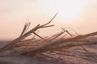 Äste im Sand während der Passage