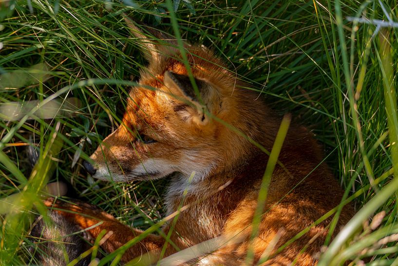 Le renard se couche dans l'herbe par Joeri Imbos