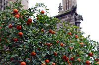 Orangen auf dem Baum